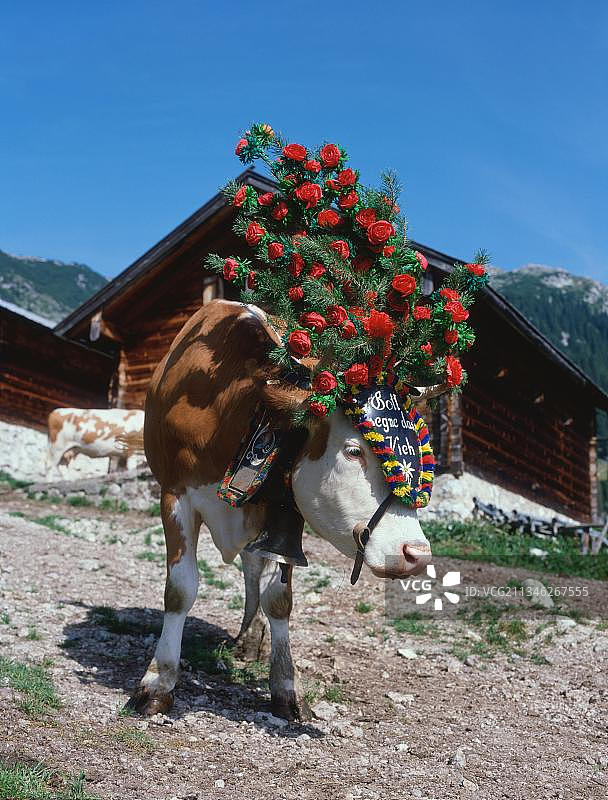 装饰过的奶牛，从阿尔卑斯牧场赶下来的牛群，奥地利，欧洲图片素材