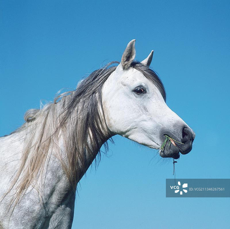 阿拉伯马图片素材