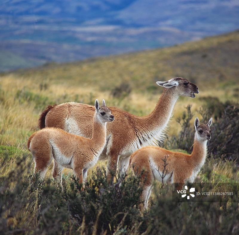 原驼，百内国家公园，智利，南美洲图片素材