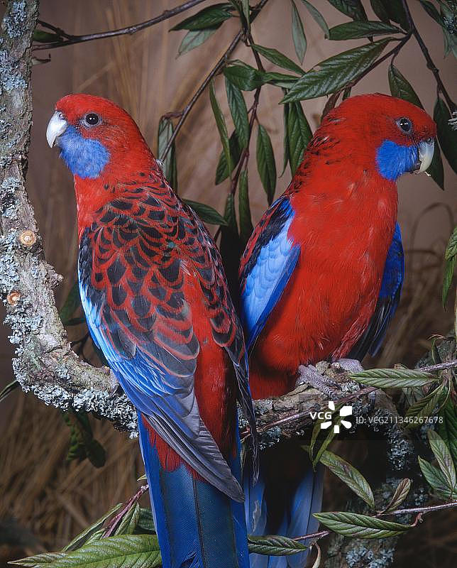 红草鹦鹉图片素材