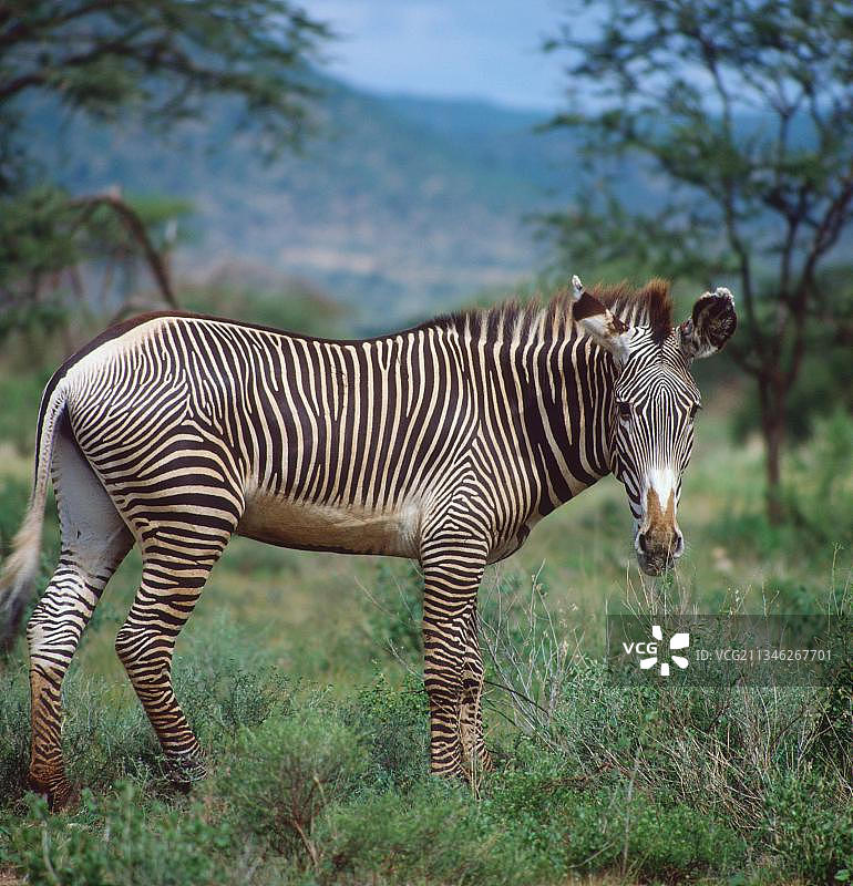 格雷维氏斑马（Equus grevyi）侧视图图片素材