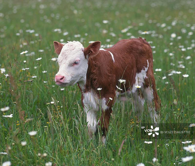 辛特瓦尔德牛，小牛，母牛，小牛图片素材