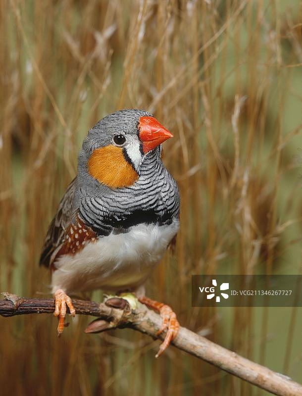雄性斑胸草雀图片素材