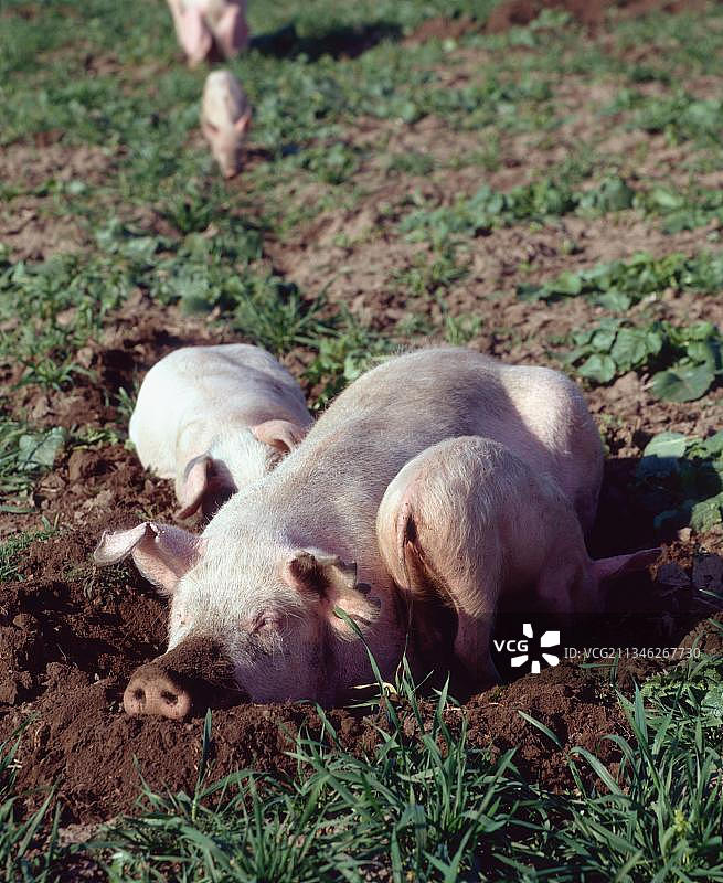 家猪，母猪和小猪图片素材