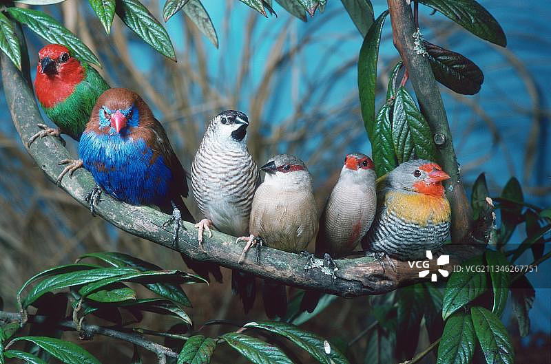 红头鹦雀、紫罗兰雀、雄性泽雷萨雀、雄性斑尾草雀、红腰梅花雀、灰腊嘴雀和蓬雀图片素材