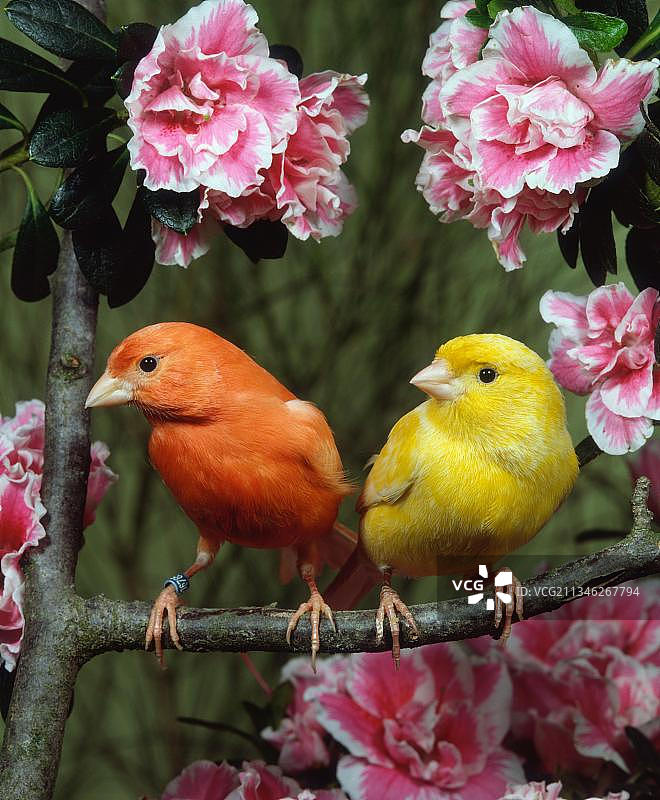 加那利群岛图片素材