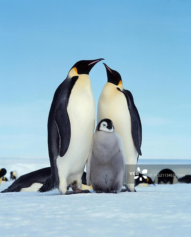 南极洲带幼崽的帝企鹅图片素材