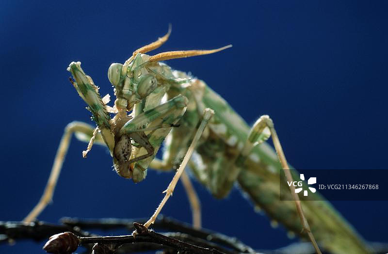 贝眼螳捕食蟋蟀图片素材