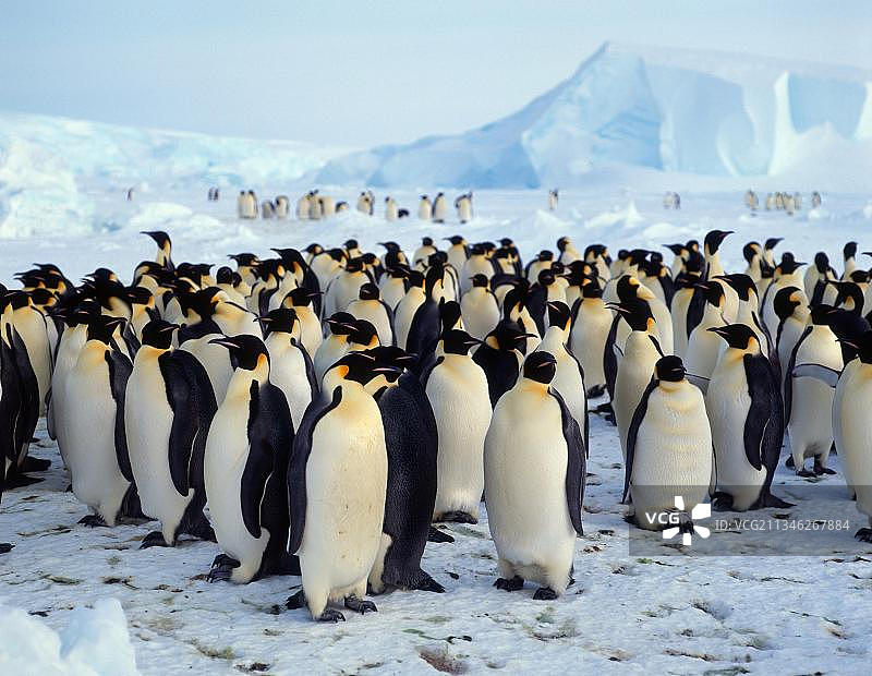 南极洲道森-兰姆顿冰川的帝企鹅群图片素材