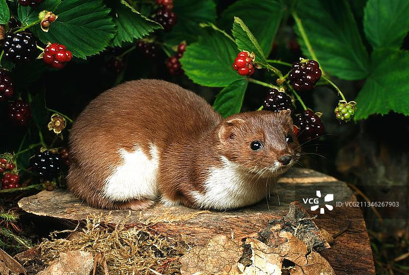 最小的鼬鼠（Mustela nivalis）图片素材