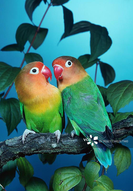 渔民情侣鹦鹉图片素材