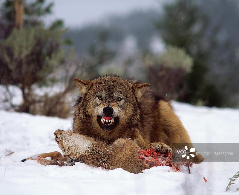 灰狼向鹿的尸体发出咆哮声图片素材