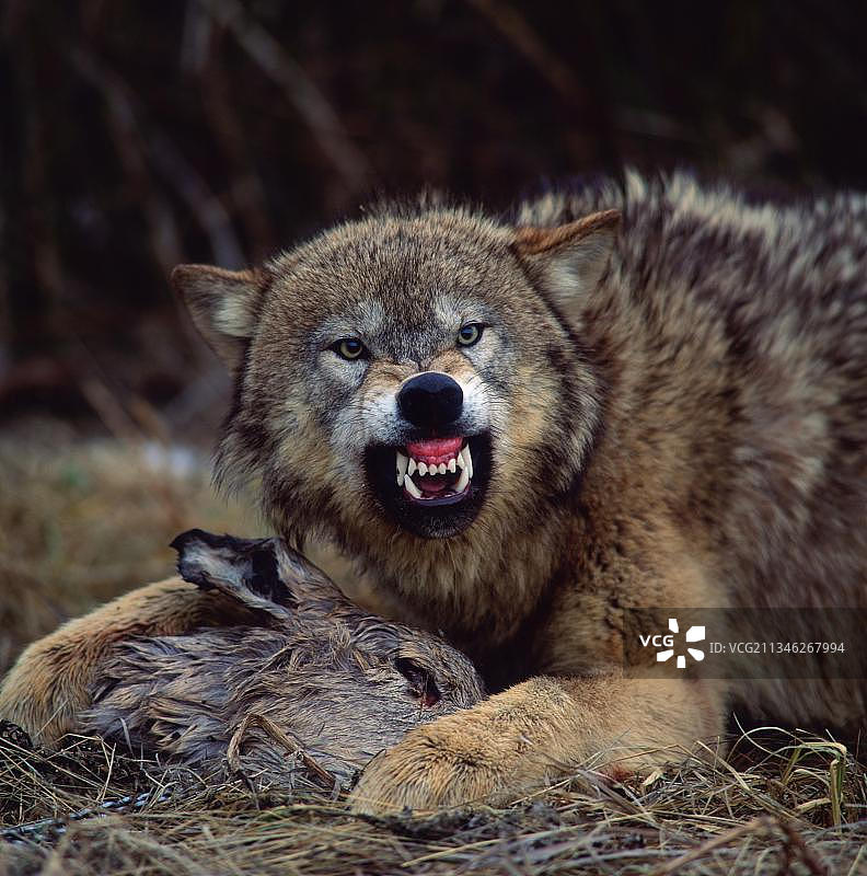 灰狼咆哮图片素材