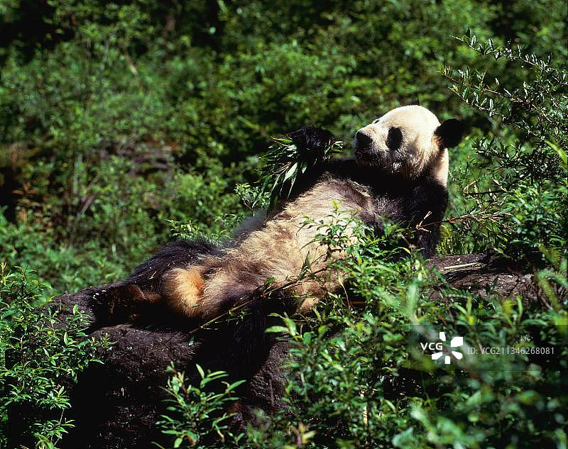 大熊猫图片素材