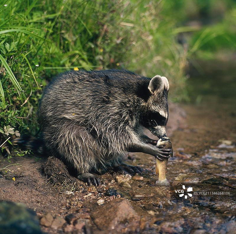 浣熊吃鱼图片素材