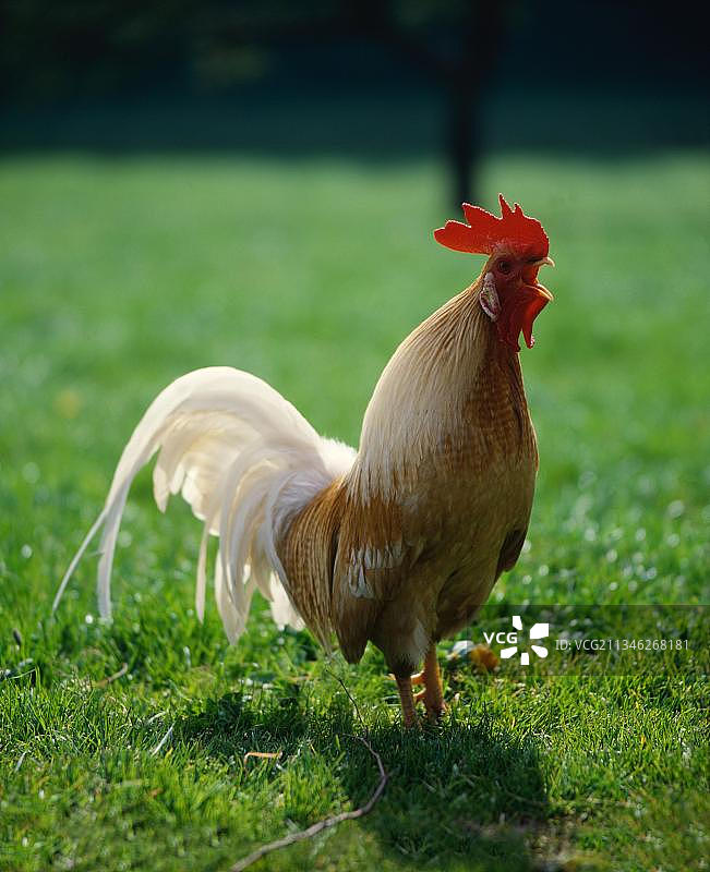 家养的自由放养的公鸡图片素材