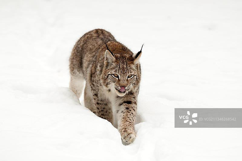 欧亚猞猁幼崽图片素材