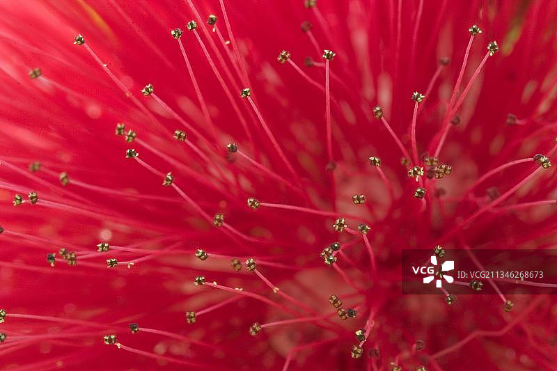 卡里安德拉图片素材