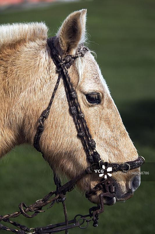 戴着笼头的家养马，厄瓜多尔，侧面轮廓，缰绳，南美洲图片素材