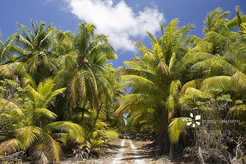 椰子树（椰子棕榈），比基尼岛，比基尼环礁，马绍尔群岛，椰子树，密克罗尼西亚，大洋洲图片素材