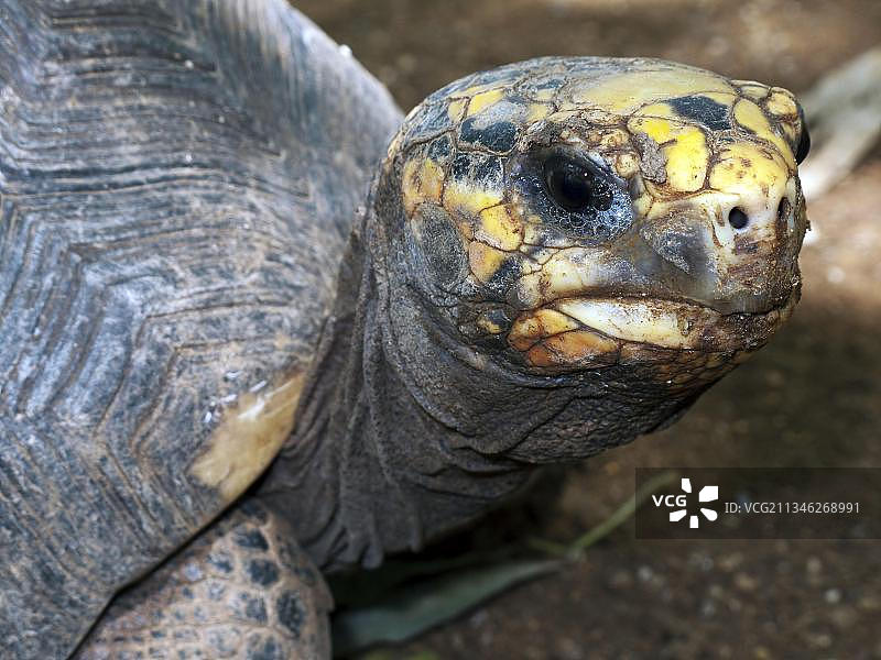 红腿陆龟图片素材