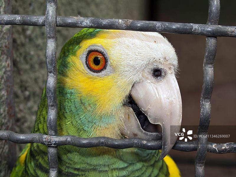 黄肩亚马逊鹦鹉从笼子里看出来，委内瑞拉巴拉里达动物园。图片素材