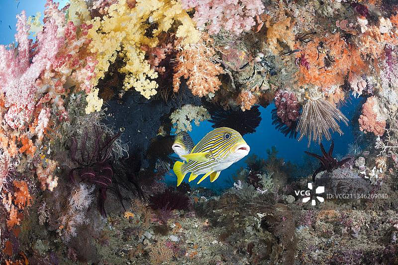 软珊瑚下的丝带石鲈，拉贾安帕，西巴布亚，印度尼西亚（Plectorhinchus polytaenia）图片素材