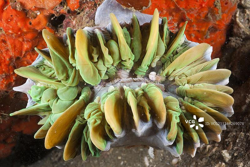 共生虾在气泡珊瑚中，印度尼西亚北苏拉威西岛蓝碧海峡图片素材