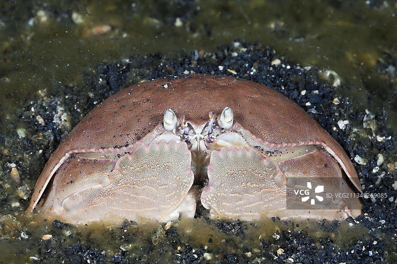 箱形蟹，印度尼西亚苏拉威西岛蓝碧海峡图片素材