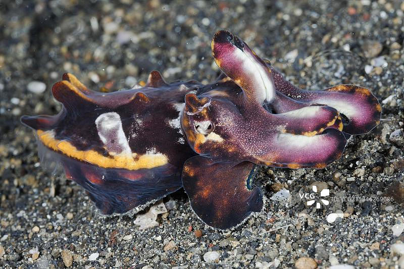 印度尼西亚苏拉威西岛伦贝海峡的火焰乌贼图片素材