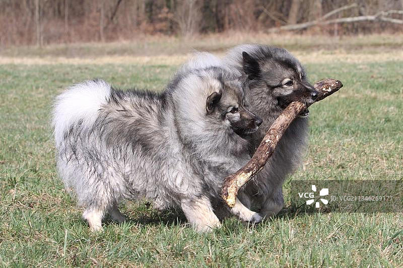 叼着树枝的狼图片素材