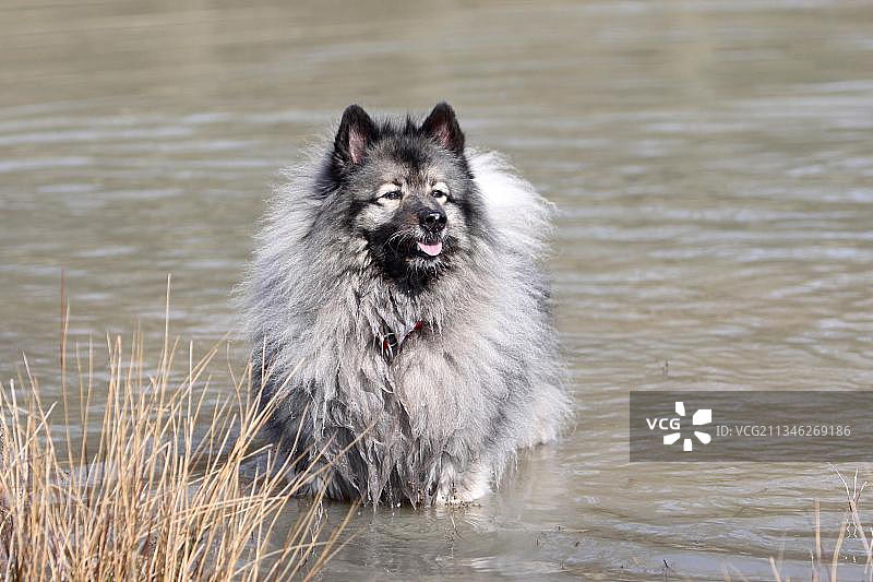 德国狼犬图片素材