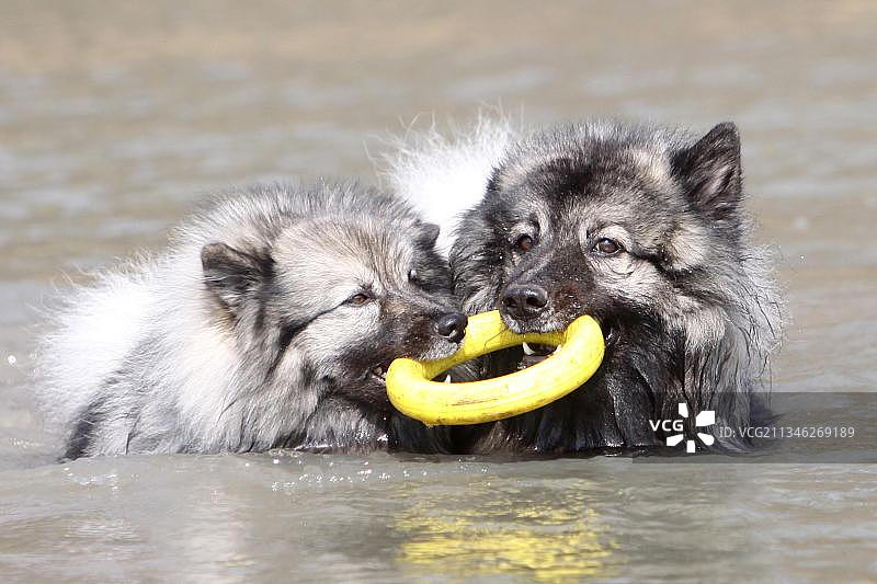 沃尔夫斯比茨犬和玩具，沃尔夫斯比茨犬图片素材