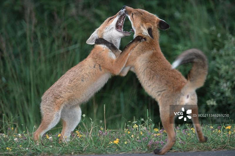 嬉戏的红狐幼崽图片素材