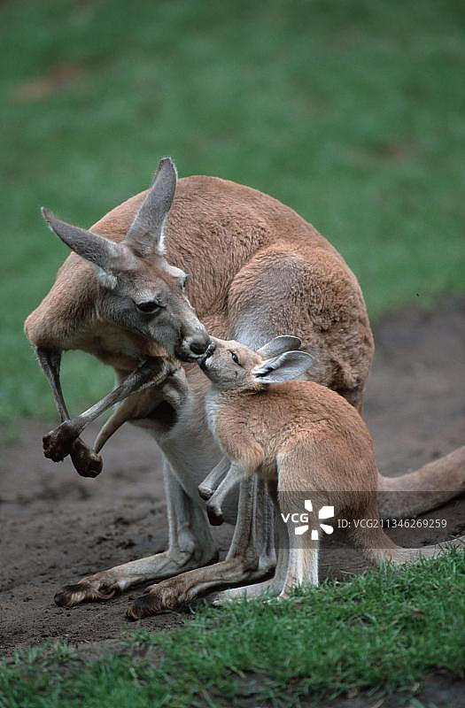 红袋鼠，雌性与幼崽图片素材