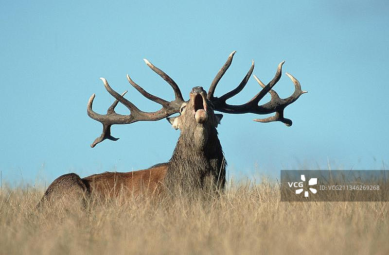 雄性红鹿吼叫图片素材