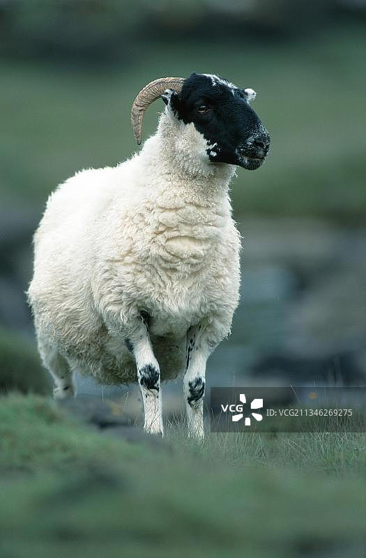 苏格兰黑脸母羊图片素材