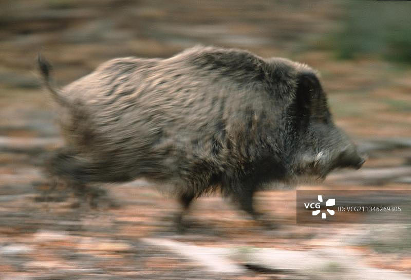 野猪（Sus scrofa），长牙图片素材