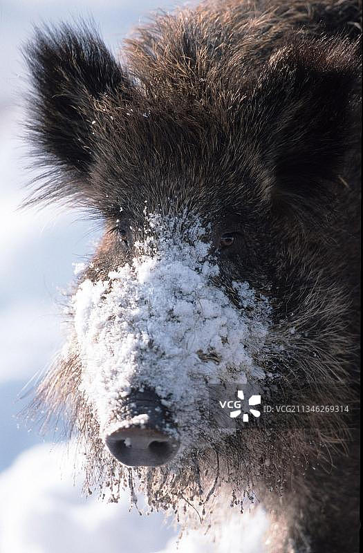 野猪幼崽图片素材