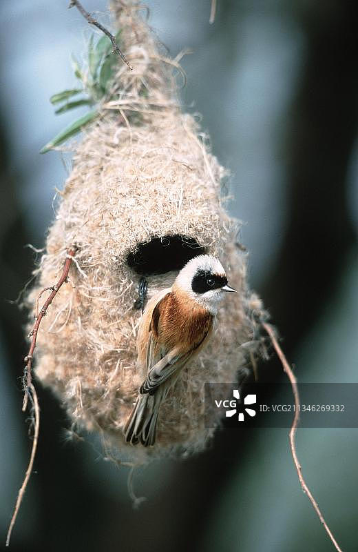奥地利新锡德尔湖国家公园巢中的欧亚攀雀图片素材