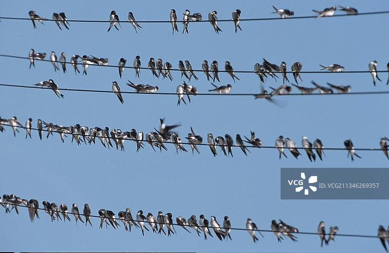 普通楼燕聚集在鸟类迁徙前，德国下萨克森图片素材