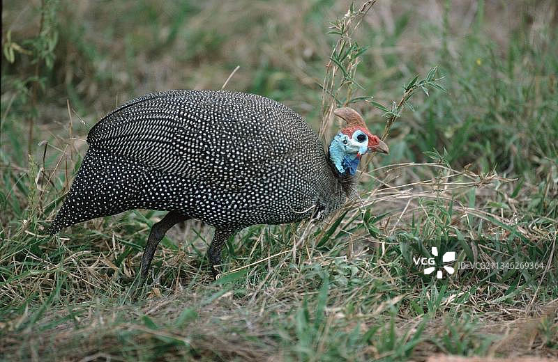 戴盔珍珠鸡，克鲁格国家公园，南非图片素材