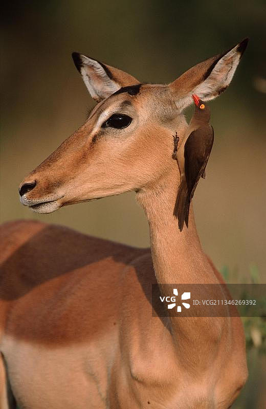 南非克鲁格国家公园的黑斑羚和红嘴牛椋鸟图片素材