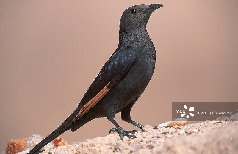 以色列特里斯特瑞姆椋鸟图片素材