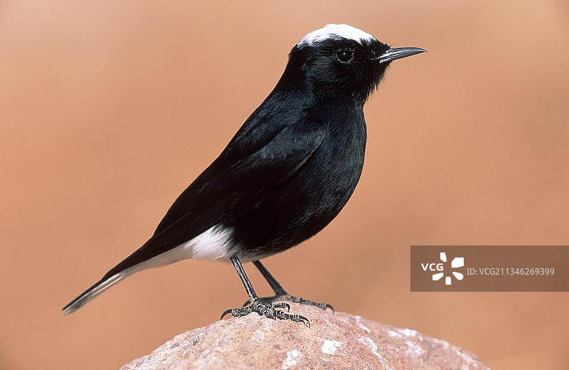 以色列白顶黑雀侧面照图片素材