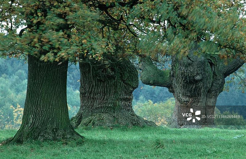 德国老栎树景观图片素材