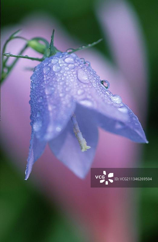 奥地利风铃草图片素材