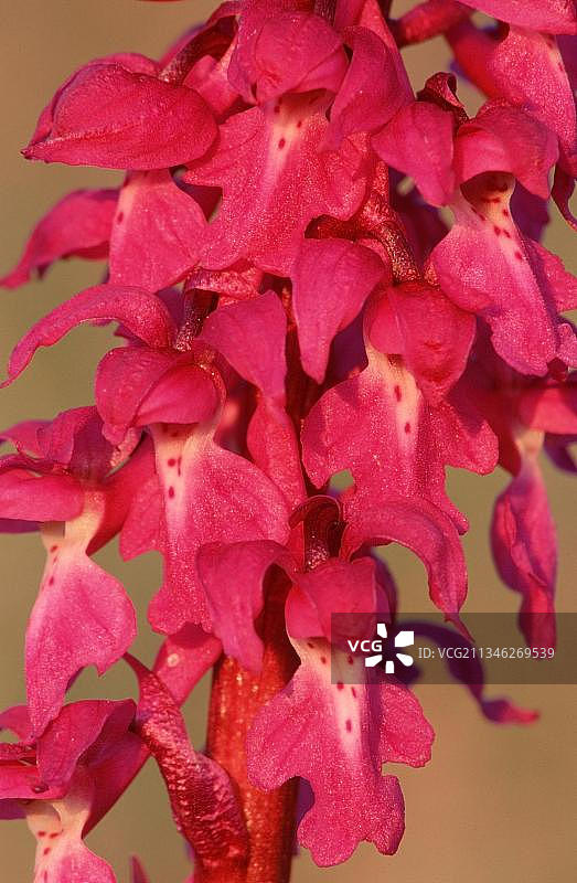 德国黑森的香兰（Gymnadenia conopsea）图片素材