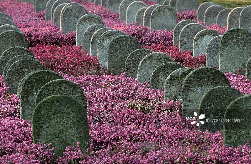 墓地上的普通欧石楠，下萨克森州，德国，欧洲图片素材