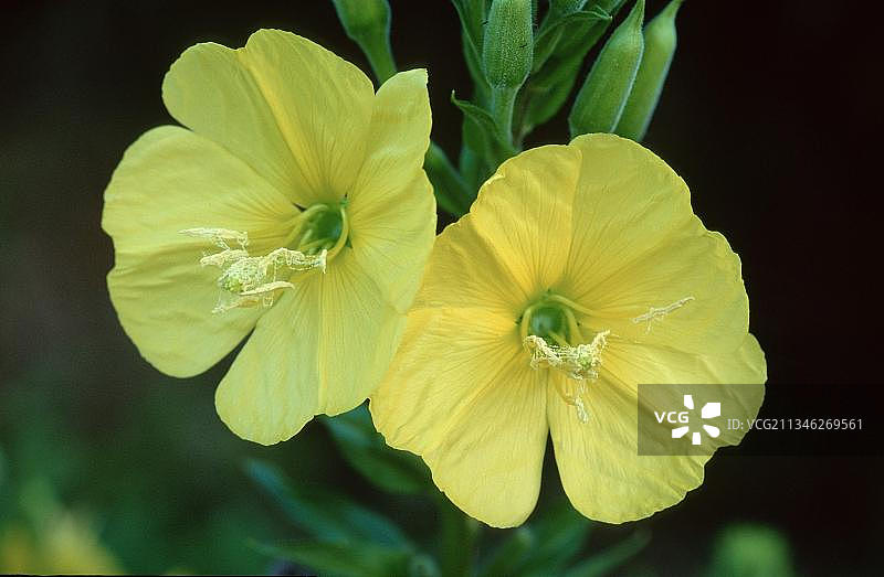 月见草，下萨克森州，欧洲图片素材